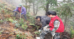 桂东新坊乡：栽下常青树 共筑振兴路