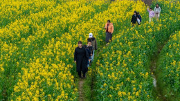 油菜花开春意浓