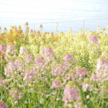 彩色油菜花是怎么来的？花期正好！附湖南彩色油菜花观赏点
