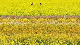 转晴时间确定！湖南这些地方有彩色油菜花