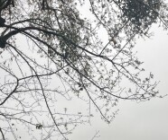 冷水江市谢冰莹研究会举行“三八”国际妇女节主题活动