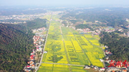寻梦田园，醉美华山  2026湖南油菜花节•衡阳县分会场活动将于3月11日在库宗桥镇华山村举行