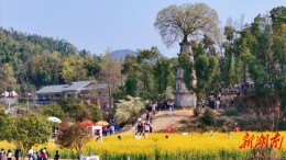 望城区茶亭镇：从“播种”到“结果”，乡村运营跑出加速度