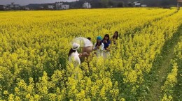 全免费！郴州2片超大油菜花海美到犯规