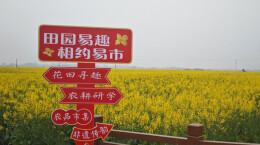 石门：田园易趣，相约油菜花海