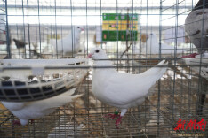 小鸽子“振翅” 集体经济“起飞”——看湘潭县分水乡珍鸽村如何盘活“深闺”资源