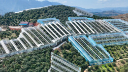 从“凭经验”到“靠数据”，靖州智慧大棚让杨梅抢“鲜”上市