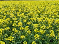 零陵：万亩油菜花正艳 农旅融合促增收