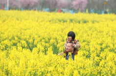 People Enjoy Weekend Amid Blooming Canola Flowers