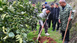 霞飞云果园里开课传技，解锁麻阳柑橘丰产增收新姿势