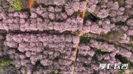 天气晴好！省农科院两千余株梅花盛放，美成春日壁纸