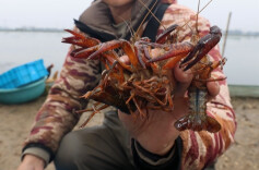 Rice-crayfish Coculture Brings High Efficiency