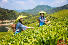 春茶吐绿，请收好这份湖南春日“茶香地图”