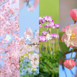 侃财邦丨一键收藏！湖南赏花全攻略