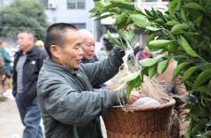 Seedlings Enter Peak Sales Season As Spring Comes