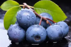 蓝莓不是越大越好 4个技巧教你选出好蓝莓