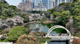 达瞰 | 樱满望月