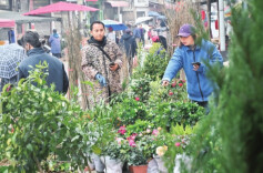 春来到 苗木俏@湖南日报图片新闻