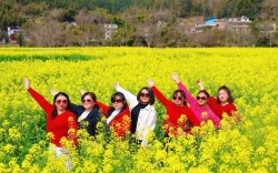 桂东大塘镇：千亩金黄赴春约