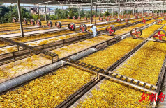 立足“蔬菜四宝”特色资源  祁东县：高质量建设粤港澳蔬菜供应基地