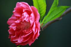 赏花时间！2026年湖南省桃花花期预报