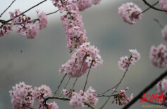 绥宁：樱花绚烂春意浓
