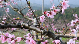 蓝山太平圩镇：桃花盛开迎客来，踏青赏花正当时