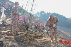 植绿护绿添新颜