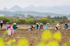 Farmers Busy with Spring Farming in Xintian County