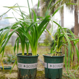 水仙、百合、蒜苗等傻傻分不清？教你一招辨清 “毒美人”