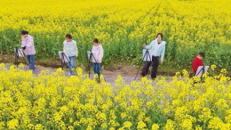 春日限定浪漫！石门易家渡油菜花海刷屏