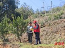 国网邵阳供电公司：植绿护线践初心 林电共治促共赢