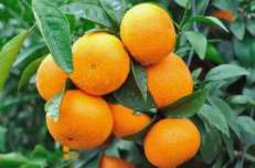 道县千亩沃柑“甜蜜”乡村生活