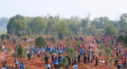 湖南国土绿化从“增量”转向“提质” 全省2025年植树1.48亿株，修复退化林近250万亩
