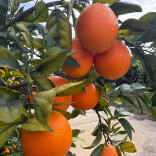 协会赋能，培育乡村振兴“富民果”