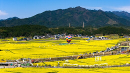 油菜花季 游客纷至