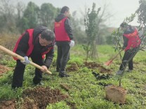 天心区南托街道：党建引领促共建 植绿护绿添新颜