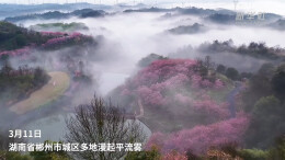 湖南郴州：晨雾中粉樱点缀如动态国画