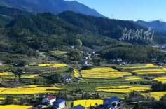 视频 | 炎陵县油菜花进入盛花期 金黄画卷已铺好，就等你入镜！