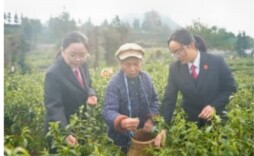 女法官上茶山进茶企 开展普法宣传