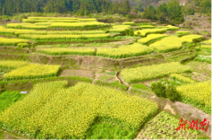 金洞石鼓源乡：油菜花开春意浓 “稻油轮作”促增收