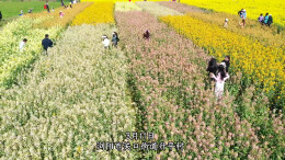 盛放！浏阳这片五彩花海刷屏，春日打卡正当时