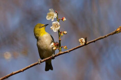 听鸟 | 湘江副刊·湘韵