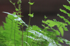 墙角小草 | 湘江副刊·湘韵