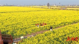 三十载芳华恰似锦，十三度花开正当时！君山油菜花节今日“金”艳启幕
