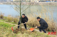 溆浦县低庄镇：四都河畔植新绿 干群齐心绘春景