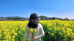 视频|油画里的春天，怎能拒绝双峰万亩油菜花开的季节