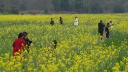 春回郴州·种下希望丨宜章县一六村：油菜花开醉游人
