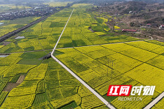 溆浦县观音阁：3.3万亩油菜花盛放 绘就乡村振兴“金色画卷”