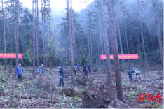 增绿添彩谱新篇 金洞开展全民义务植树活动